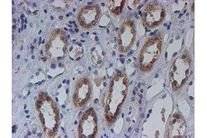 Immunohistochemical staining of paraffin-embedded Human Kidney tissue using anti-C21orf56 mouse monoclonal antibody. (C21ORF56 antibody)