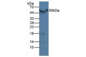 Figure. (NR1H3 antibody  (AA 93-432))