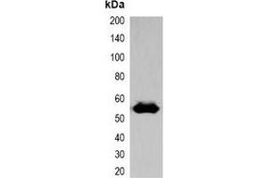 Western blot analysis of over-expressed EBFP-tagged protein in 293T cell lysate.