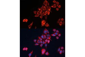 Immunofluorescence analysis of HeLa cells using GN Polyclonal Antibody (ABIN7267538) at dilution of 1:100 (40x lens). (GNAI2 antibody  (AA 1-355))