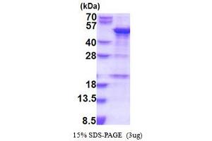 SNAPC1 Protein (AA 1-368) (His tag)