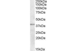 ABIN263201 (2µg/ml) staining of Human Uterus lysate (35µg protein in RIPA buffer). (NME9 antibody  (C-Term))