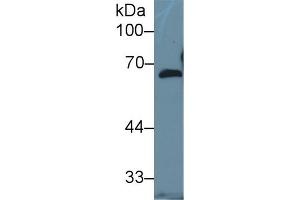 Western Blot; Sample: Human Hela cell lysate; Primary Ab: 1µg/ml Rabbit Anti-Mouse FBLN5 Antibody Second Ab: 0. (Fibulin 5 antibody  (AA 327-448))