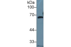 Western Blot; Sample: Human Hela cell lysate; Primary Ab: 1µg/ml Rabbit Anti-Mouse FBLN5 Antibody Second Ab: 0. (Fibulin 5 antibody  (AA 327-448))