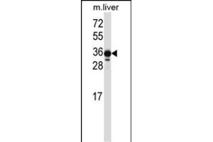 LIMS2 Antibody (C-term) (ABIN657520 and ABIN2846542) western blot analysis in mouse liver tissue lysates (35 μg/lane).