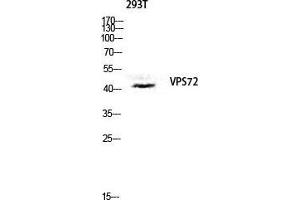 Western Blot (WB) analysis of 293T lysis using VPS72 antibody. (VPS72 antibody  (Internal Region))