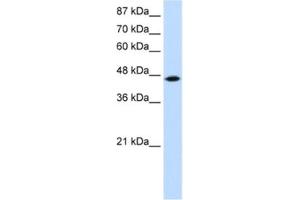 Western Blotting (WB) image for anti-tRNA Isopentenyltransferase 1 (TRIT1) antibody (ABIN2461883) (TRIT1 antibody)