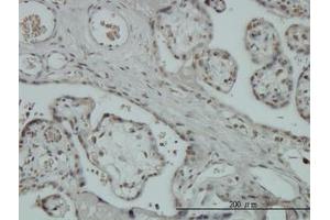 Image no. 1 for anti-Zinc Finger Protein 345 (ZNF345) (AA 1-112) antibody (ABIN466194) (ZNF345 antibody  (AA 1-112))