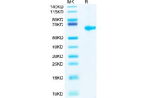 Biotinylated SARS-COV-2 Spike RBD on Tris-Bis PAGE under reduced condition. (SARS-CoV-2 Spike Protein (RBD) (Fc-Avi Tag,Biotin))