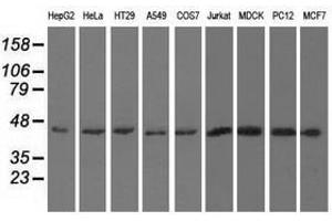 Image no. 2 for anti-U2AF Homology Motif (UHM) Kinase 1 (UHMK1) antibody (ABIN1501672) (UHMK1 antibody)