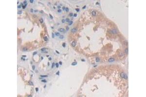 Figure. (FCN3 antibody  (AA 34-297))