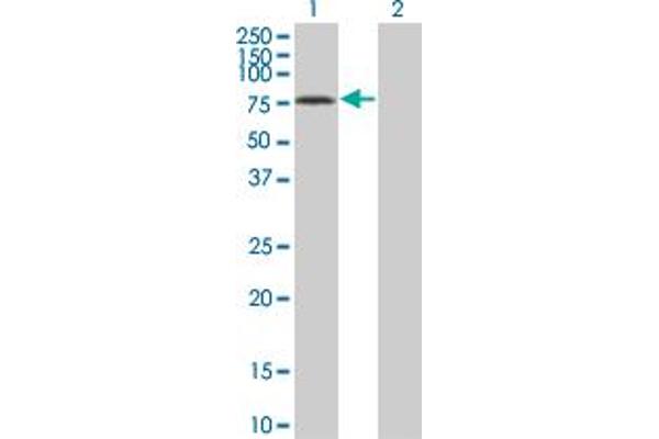 GTPBP1 antibody  (AA 1-76)