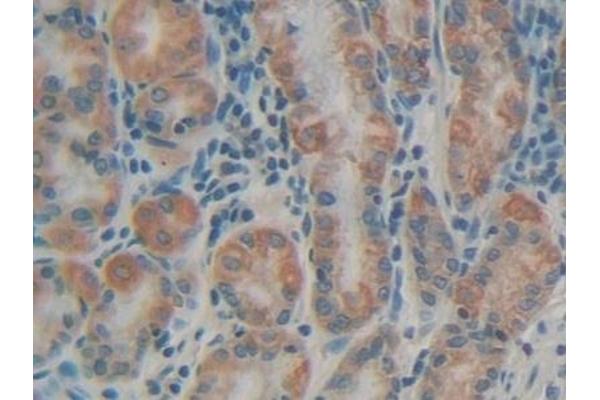 MUC5AC antibody
