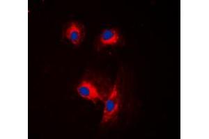 Immunofluorescence (IF) image for anti-Cell Division Cycle 25 Homolog A (S. Pombe) (CDC25A) (N-Term) antibody (ABIN7300484)