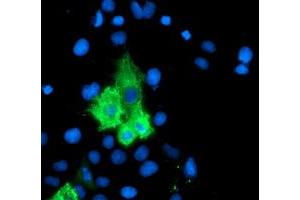 Anti-ALOX15 mouse monoclonal antibody (ABIN2455524) immunofluorescent staining of COS7 cells transiently transfected by pCMV6-ENTRY ALOX15 (RC206621). (ALOX15 antibody)