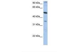 Image no. 1 for anti-Plexin Domain Containing 1 (PLXDC1) (AA 74-123) antibody (ABIN6749741) (PLXDC1 antibody  (AA 74-123))