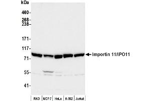 Western Blotting (WB) image for anti-Importin 11 (IPO11) (AA 925-975) antibody (ABIN7450360)