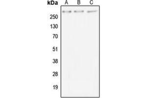 Western blot analysis of MUC4 expression in Hela (A), SP2/0 (B), PC12 (C) whole cell lysates. (MUC4 antibody  (C-Term))