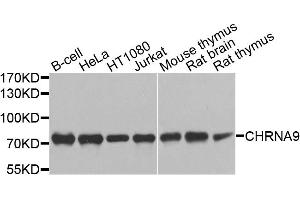 Western blot analysis of extracts of various cell lines, using CHRNA9 antibody. (CHRNA9 antibody)
