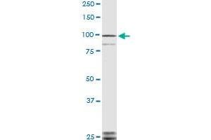 TLR9 monoclonal antibody (M04), clone 3B7 Western Blot analysis of TLR9 expression in NIH/3T3 . (TLR9 antibody  (AA 99-215))