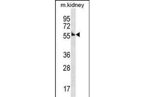Mouse Ccna1 Antibody (Center) (ABIN1537914 and ABIN2838339) western blot analysis in mouse kidney tissue lysates (35 μg/lane). (Cyclin A1 antibody  (AA 162-188))