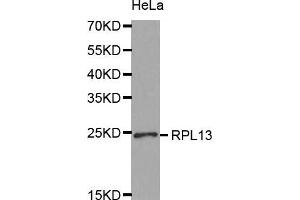 Western Blotting (WB) image for anti-Ribosomal Protein L13 (RPL13) (AA 1-211) antibody (ABIN1682571) (RPL13 antibody  (AA 1-211))
