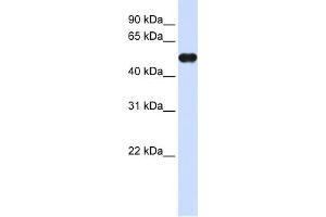 WB Suggested Anti-MNDA Antibody Titration:  0.