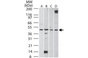 Western blot analysis of AURKA in A) HCT-116, B) human testis, C) mouse testis, and D) rat testis lysate. (Aurora A antibody  (AA 100-150))