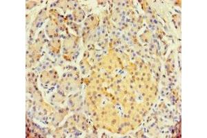 Immunohistochemistry of paraffin-embedded human pancreatic tissue using ABIN7171175 at dilution of 1:100 (SYCN antibody  (AA 22-134))