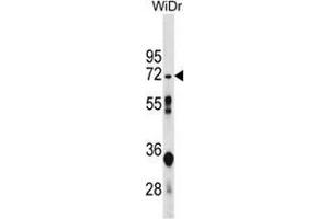 Western blot analysis in WiDr cell line lysates (35ug/lane) using NT5C2 Antibody .