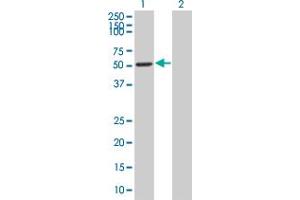 Western Blot analysis of LEF1 expression in transfected 293T cell line by LEF1 MaxPab polyclonal antibody. (LEF1 antibody  (AA 1-399))