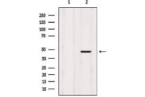 Western blot analysis of extracts from 293, using CtBP2 Antibody. (CTBP2 antibody  (C-Term))
