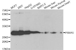 Western blot analysis of extracts of various cell lines, using PSMA5 antibody (ABIN6292510) at 1:1000 dilution.