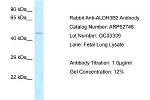 Western Blotting (WB) image for anti-Aldehyde Dehydrogenase 3 Family, Member B2 (ALDH3B2) (C-Term) antibody (ABIN2789234) (ALDH3B2 antibody  (C-Term))