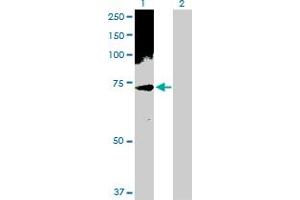 Western Blot analysis of PHF1 expression in transfected 293T cell line by PHF1 MaxPab polyclonal antibody. (PHF1 antibody  (AA 1-567))