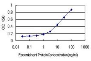 Detection limit for recombinant GST tagged ODZ1 is approximately 1ng/ml as a capture antibody. (ODZ1/Teneurin 1 antibody  (AA 2616-2725))