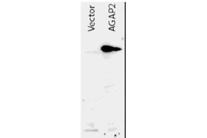 Image no. 1 for anti-ArfGAP with GTPase Domain, Ankyrin Repeat and PH Domain 2 (AGAP2) (AA 1-836), (N-Term) antibody (ABIN401036) (AGAP2 antibody  (N-Term))