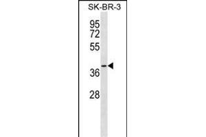SFXN3 Antibody (C-term) (ABIN1537061 and ABIN2849990) western blot analysis in SK-BR-3 cell line lysates (35 μg/lane). (SFXN3 antibody  (C-Term))