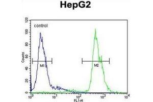 Fow cytometric analysis of HepG2 cells using MAMSTR Antibody (N-term) Cat. (MAMSTR antibody  (N-Term))
