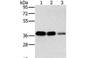 Western Blot analysis of A549, HT-29 and A172 cell using MTFR1 Polyclonal Antibody at dilution of 1:500 (MTFR1 antibody)