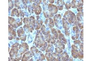 Formalin-fixed, paraffin-embedded human pancreas stained with TOP1MT antibody (TOP1MT/488).
