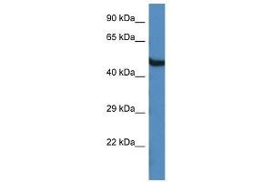Western Blot showing Oasl1 antibody used at a concentration of 1. (OASL antibody  (C-Term))