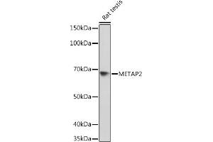 Western blot analysis of extracts of Rat testis, using MET Rabbit mAb (ABIN7268490) at 1:1000 dilution. (METAP2 antibody)