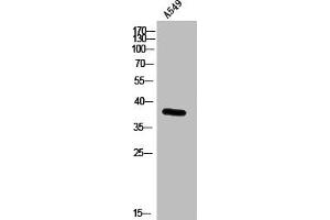 RXFP4 antibody  (C-Term)