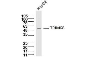 Hepg2 lysates probed with TRIM68 Polyclonal Antibody, Unconjugated  at 1:300 dilution and 4˚C overnight incubation. (TRIM68 antibody  (AA 201-300))