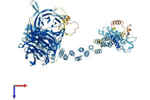 AlphaFold protein structure predicition of Human Recombinant WDR35 Protein, UniprotID Q9P2L0