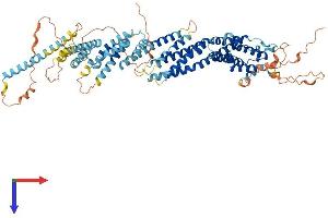 AlphaFold protein structure predicition of Human Recombinant CCDC142 Protein, UniprotID Q17RM4 (CCDC142 Protein (AA 1-750) (His tag))