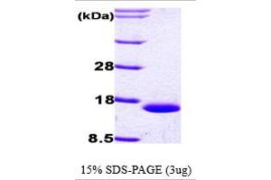 SDS-PAGE (SDS) image for Fatty Acid Binding Protein 1, Liver (FABP1) (AA 1-127) protein (His tag) (ABIN666641) (FABP1 Protein (AA 1-127) (His tag))