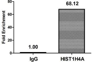 Chromatin Immunoprecipitation Hela (4*10 6 ) were treated with Micrococcal Nuclease, sonicated, and immunoprecipitated with 8 μg anti-HIST1H4A (ABIN7139153) or a control normal rabbit IgG. (HIST1H4A antibody  (acLys12))