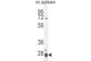 Western blot analysis in mouse spleen tissue lysates (35ug/lane) using Interleukin-17B / IL17B  Antibody . (IL17B antibody  (Middle Region))